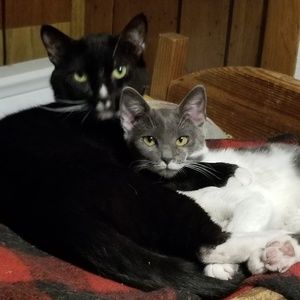 Meet your Posher, Peggy